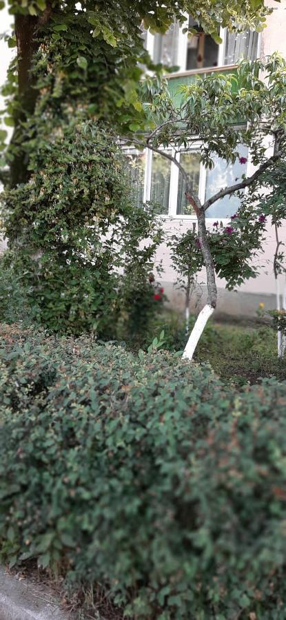 Alice Apartment Arad Exterior photo